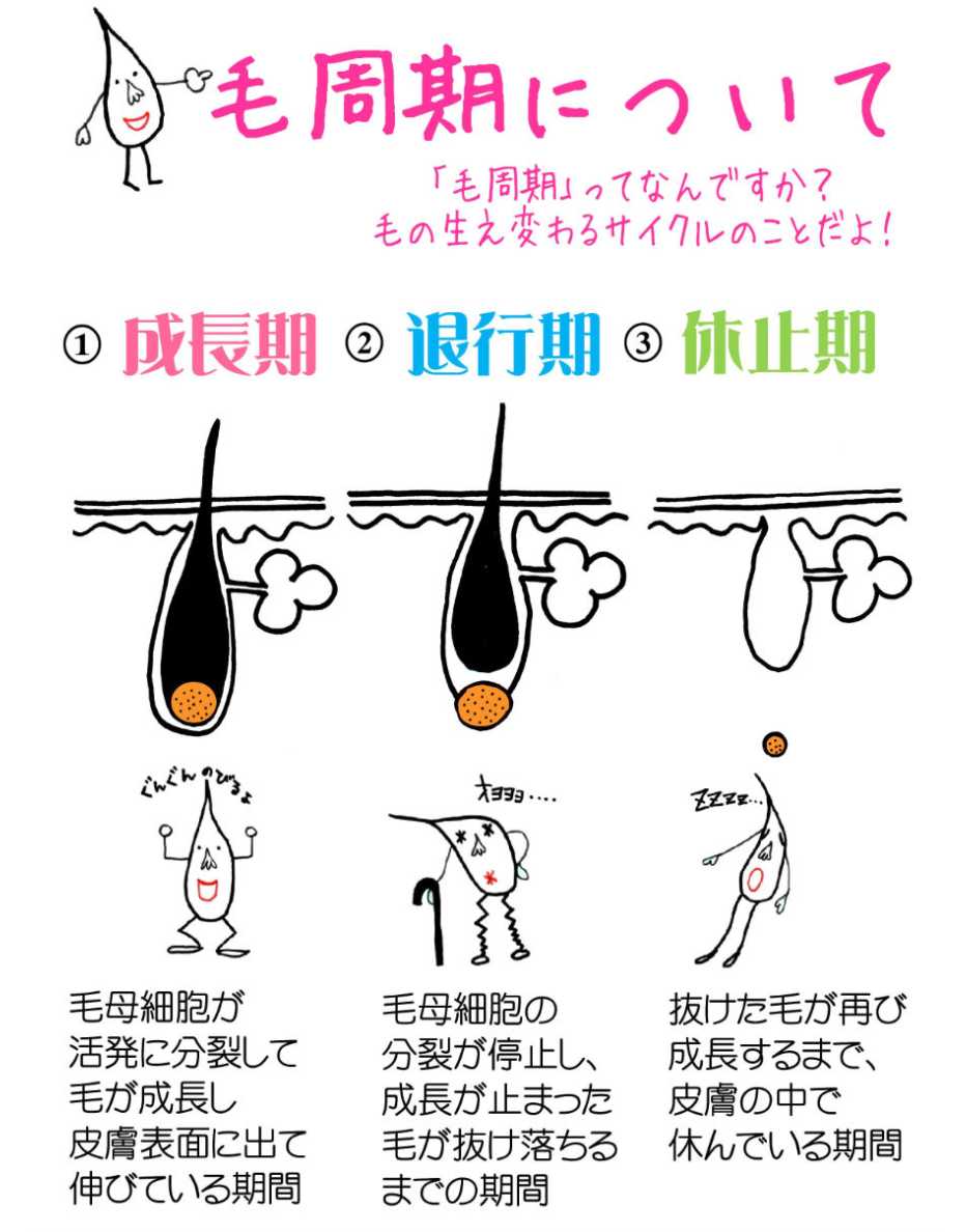 毛周期について