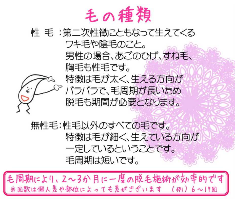 毛の種類